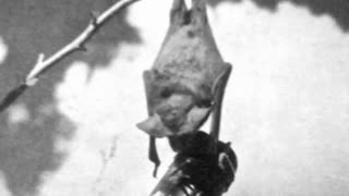 Bat Bombs and WWII