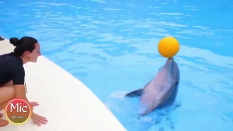 cute dolphin compilation