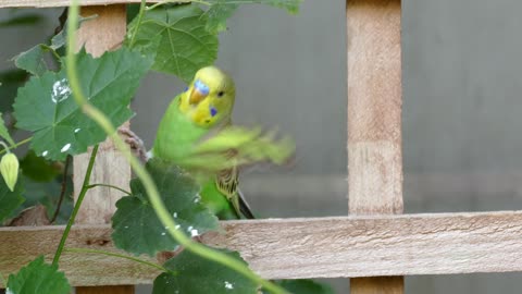 Funny green Bird catches leaf with mouse