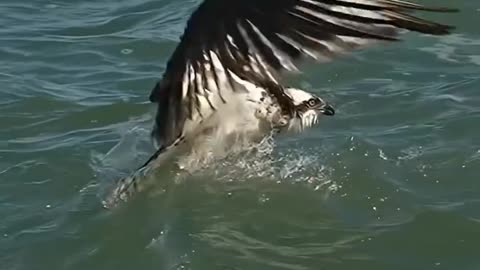 Eagle attack