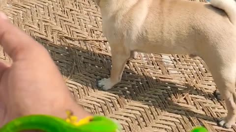 Funny dog and iguana