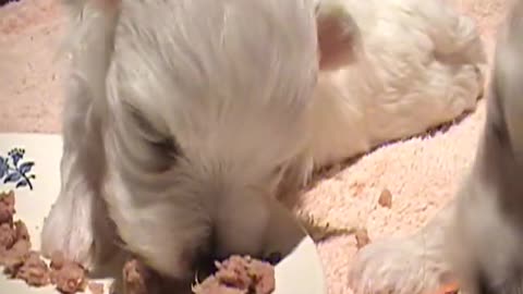 CUTE PUPPIES!!- JUST 2 - 3 Weeks Old- Twitching and Eating Solid Food