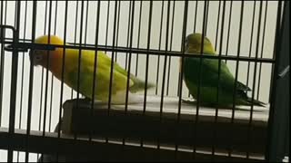 Funny couple bird