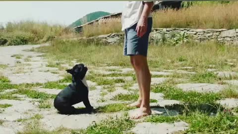 The power of Dog || Dog Showing His power to owner ||Dog's Latest video 2021