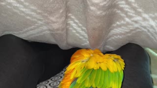 Parrot acts tough under blankets