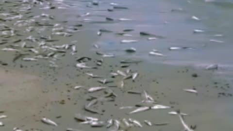 Peces muertos y muchos cangrejos en la costa - Piriápolis, Maldonado (Uruguay 10/02/2024)
