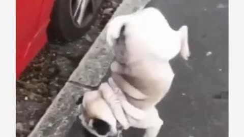 Funny Dog Video 🤣🤣 It's time to LAUGH