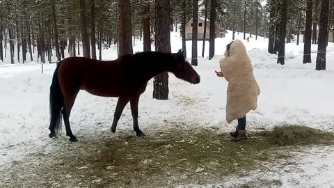 How to Prank a Horse: Parker Pranked by Walking Snowman