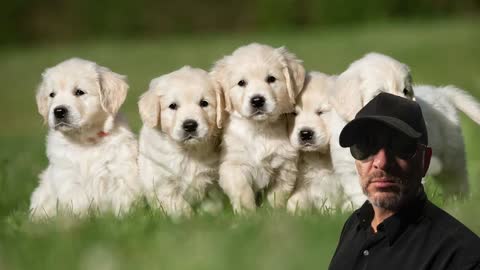 John Cullen Considering Puppy Adoption