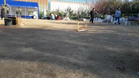 Dog cafe in Korea, dog playground