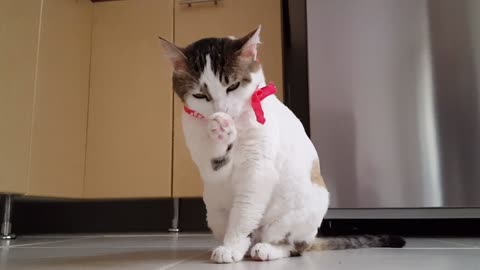 See the cat 🐈 wipes her hand when he is done eating 🍽️