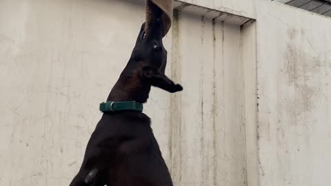 Dog jumped after getting motivated by owner.