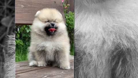 Puppy in the garden