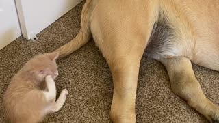 Patient Mastiff Lets Foster Kitten Chew On Its Tail