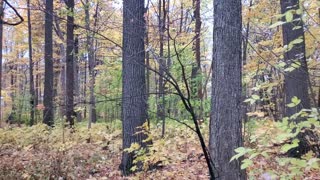 Southeast Michigan Fall Colors