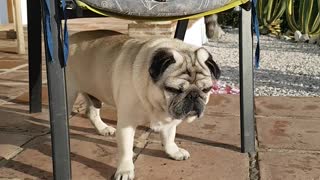 Cat boops pug