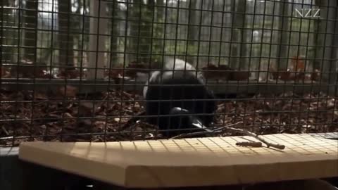 Funny Animal Videos - Watch How Smart This Crow gets it's Meal