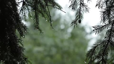 Relaxing Sound of Rain and Wind in Forest 1 Hour / Rain Drops Falling From Trees with Wind