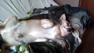 Cat And Dog Snuggle Time Will Brighten Your Day
