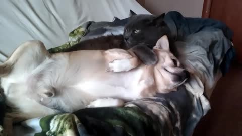 Cat And Dog Snuggle Time Will Brighten Your Day