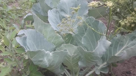 Cabbage row