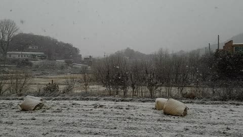 Winter in Yeongjongdo Island a snowy day