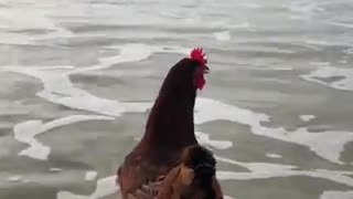 Adventurous Chicken Loves Surfing On Ocean Waves