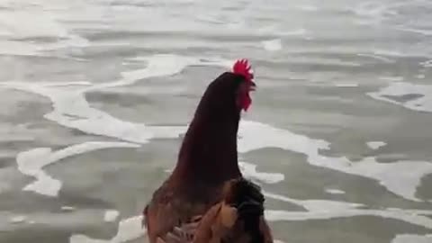 Adventurous Chicken Loves Surfing On Ocean Waves