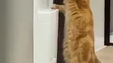 Cat is very thirsty 😂