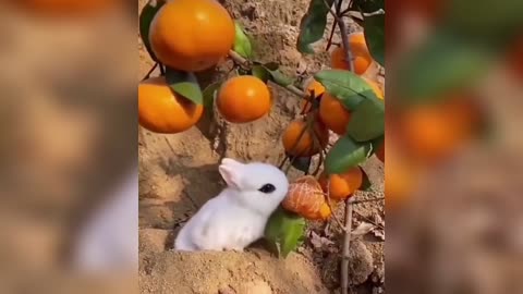 Amazing animal cute video