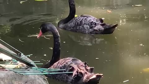 Black swan