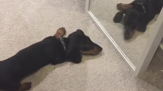 Curious Puppy Has Adorable Encounter With His Mirror Reflection