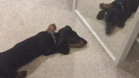 Curious Puppy Has Adorable Encounter With His Mirror Reflection
