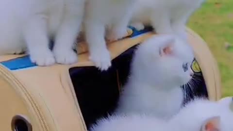 Baby cat funny video