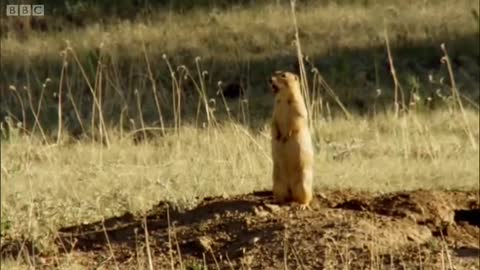 Prairie Dogs Warning Each Other of Danger | Natural World | BBC Earth