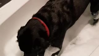 Black dog in bathtub splashing water