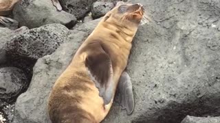Baby Sea Lion Sneezes And Yawns As If No One Is Watching