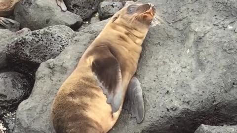 Baby Sea Lion Sneezes And Yawns As If No One Is Watching