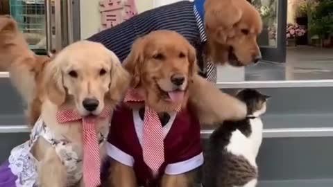 Do you remember this video#MakeSomeoneSmile #fyp #cute #pets #pet #cat #dog
