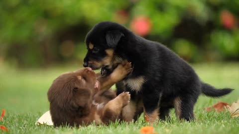 these two little puppies are very happy and love each other