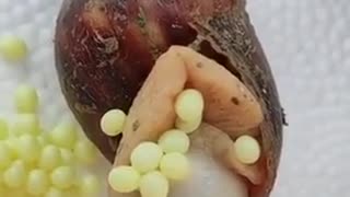 Snails birth