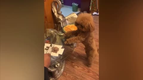 Funny🤣 Dogs reaction cutting cakes