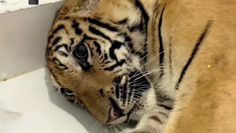 Slap a college student... 🧑‍🎓 # Cute pet # wildlife zero distance # Indochina tiger