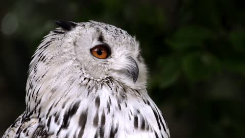 Beautiful bird owl