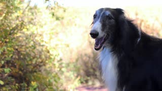 Boomer's Retirement Video