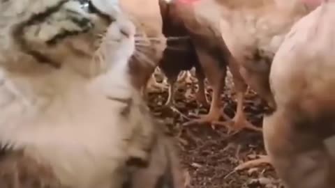 FUNNY ANIMAL...funny and cute cats #shortvideo #shorts