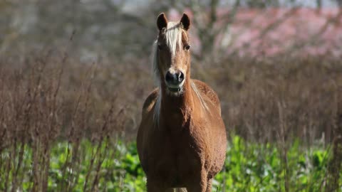 clip about a domesticated horse