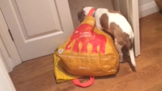 Dog yellow bag around neck drags around