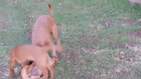 Not try to lough #omg funny cats&dogs video