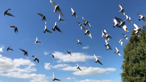 birds flying